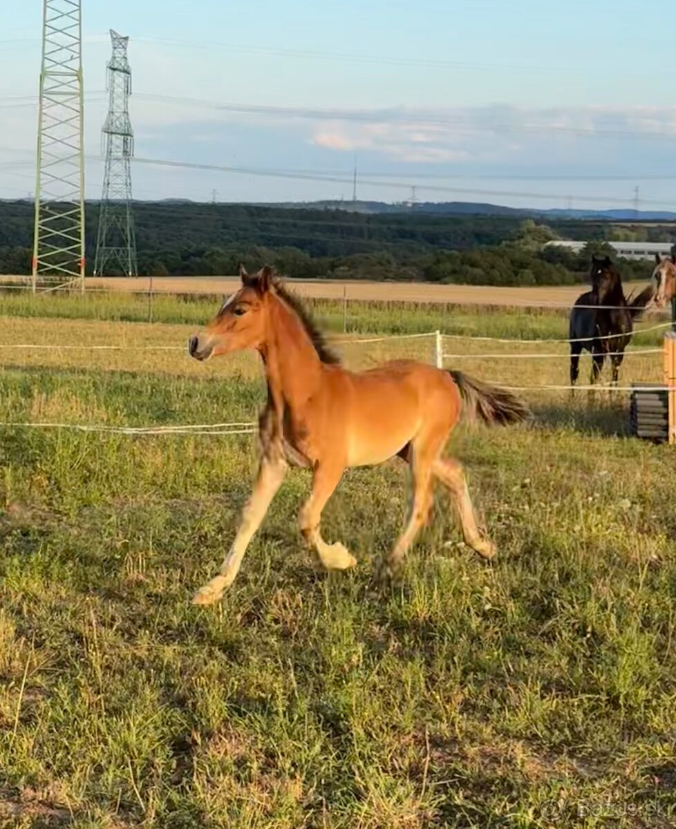 Hřebec Welsh Cob - 3