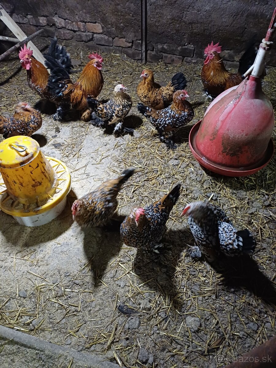 Násadové vjíčka - 3