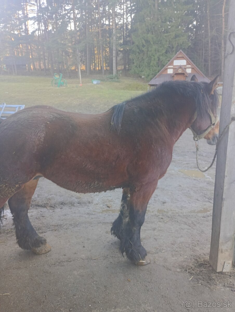 Ťažná kobyla - 3