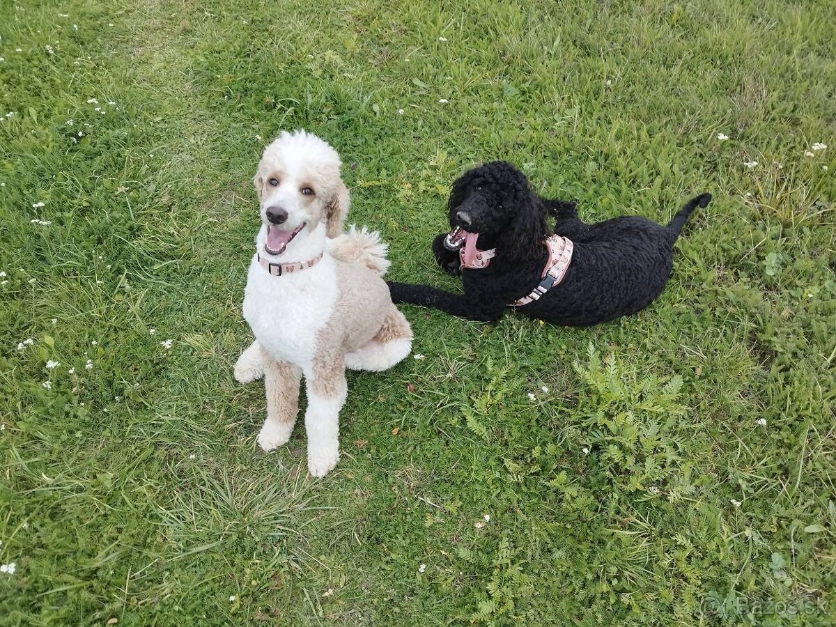 Labradoodle F1bb - 3