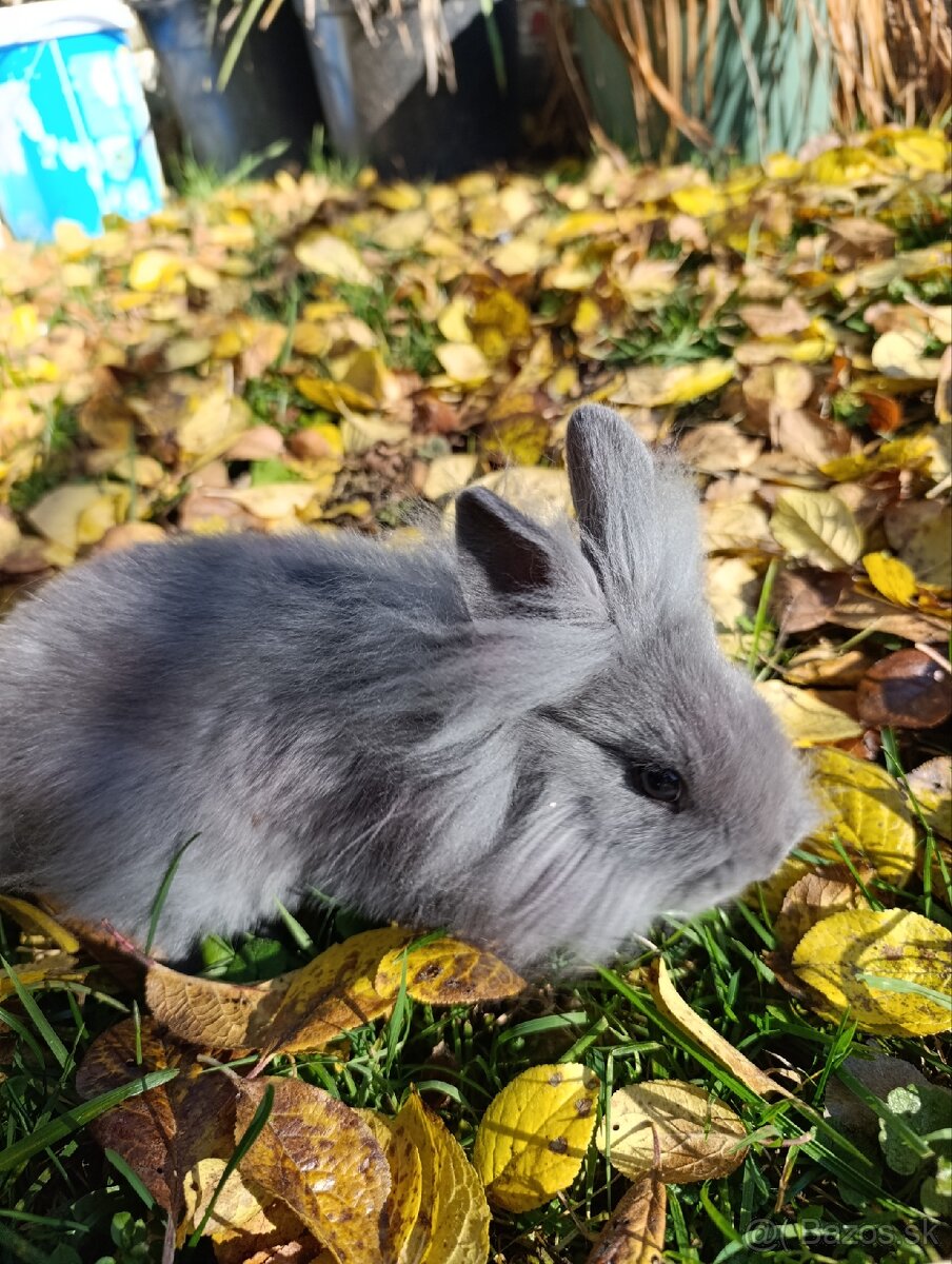 Zakrslý zajačik - 3