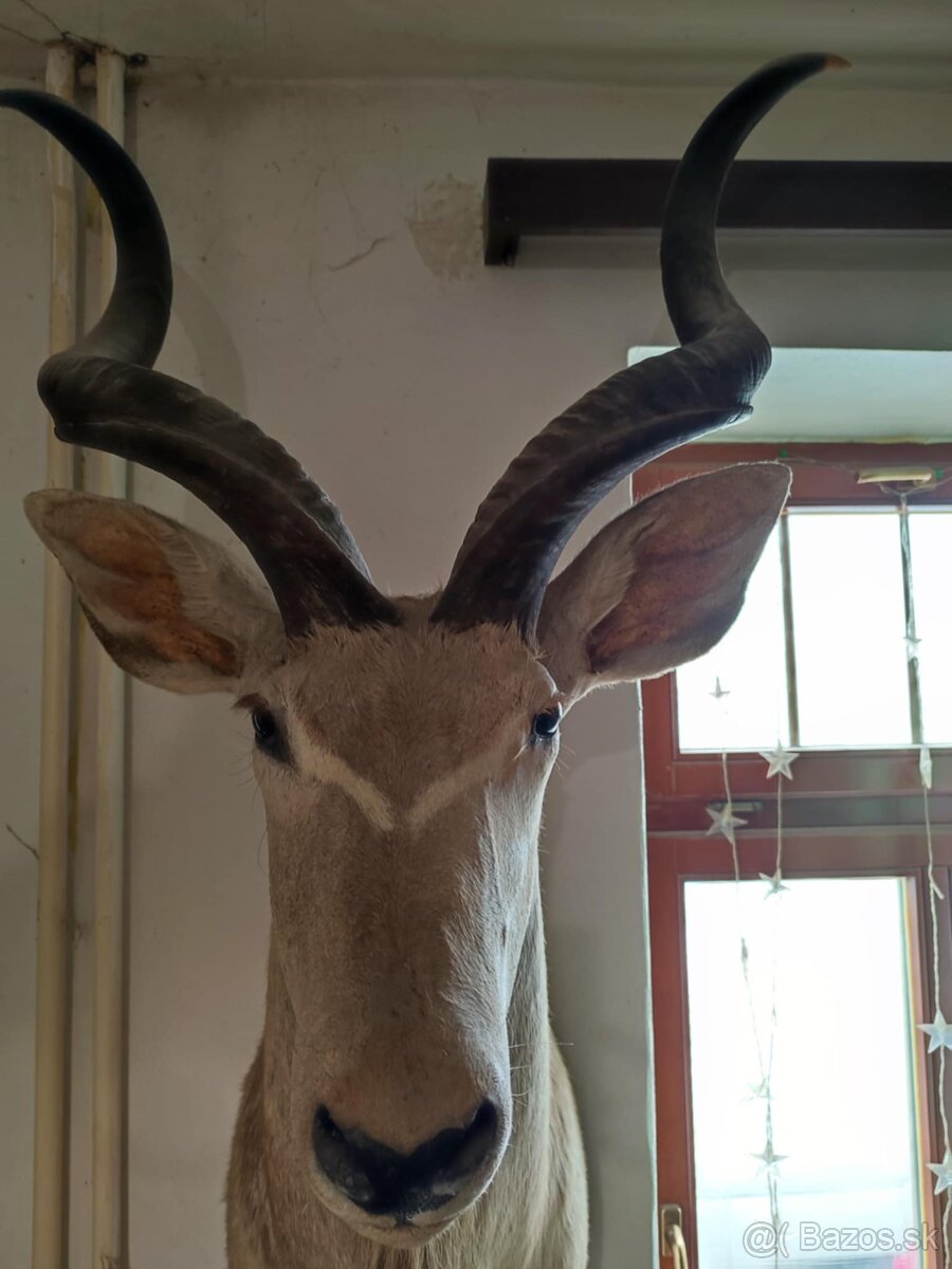 Trofej Kudu Velký za 360,-eur - 3