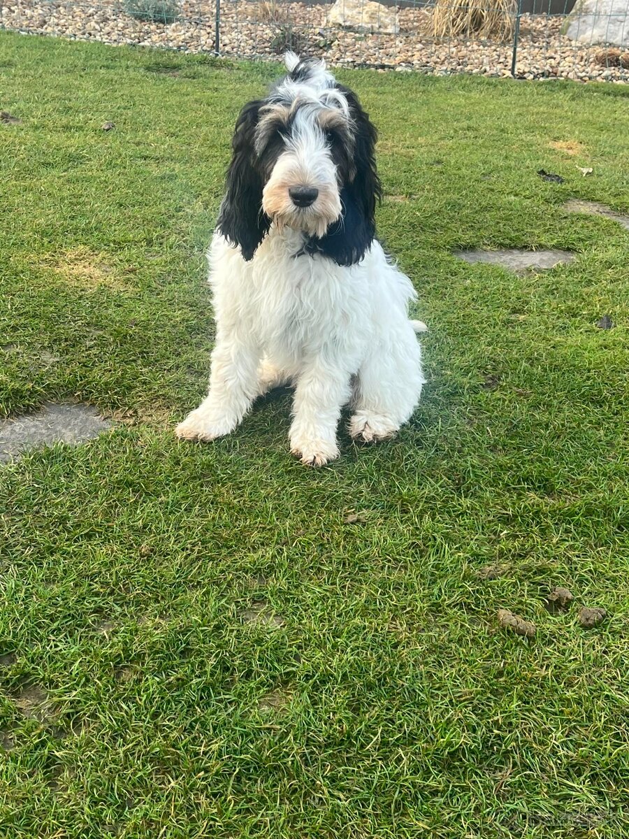 Velký hrubosrstý vendéeský baset - 3