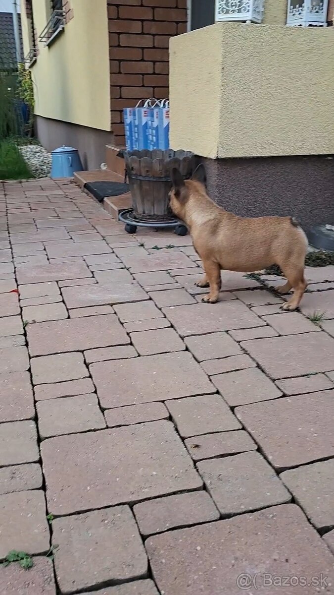 Francouzsky buldoček s PP - sučky - 3