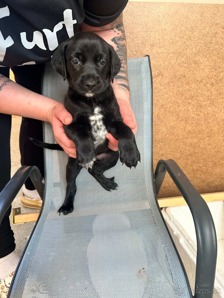 🐶 Šteniatka – krížence, len do dobrých rúk - 3