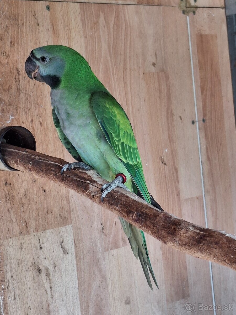 Alexander čínsky - 3