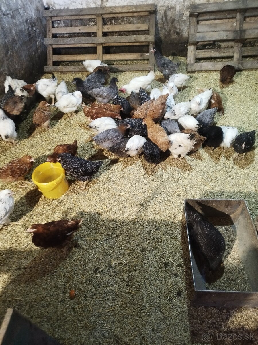 Predám mladé nosnice - 3