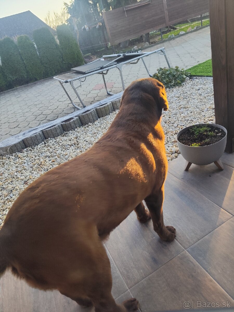 Labrador na krytie - 3