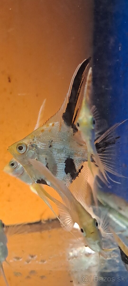 Skalar ,,gold marble" - 3