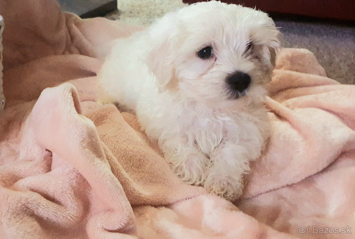 Predám šteniatko maltezáka (psík) - 3