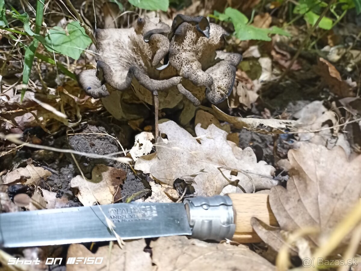 Lievik trúbkovitý (Craterellus cornucopioides) sušený - 3