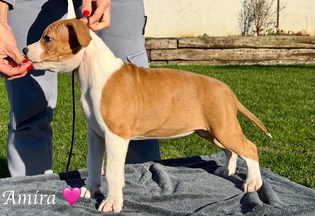 Fenka Amira 🐶 Americký Stafordšírsky teriér s PP 🐾 🩷 - 3