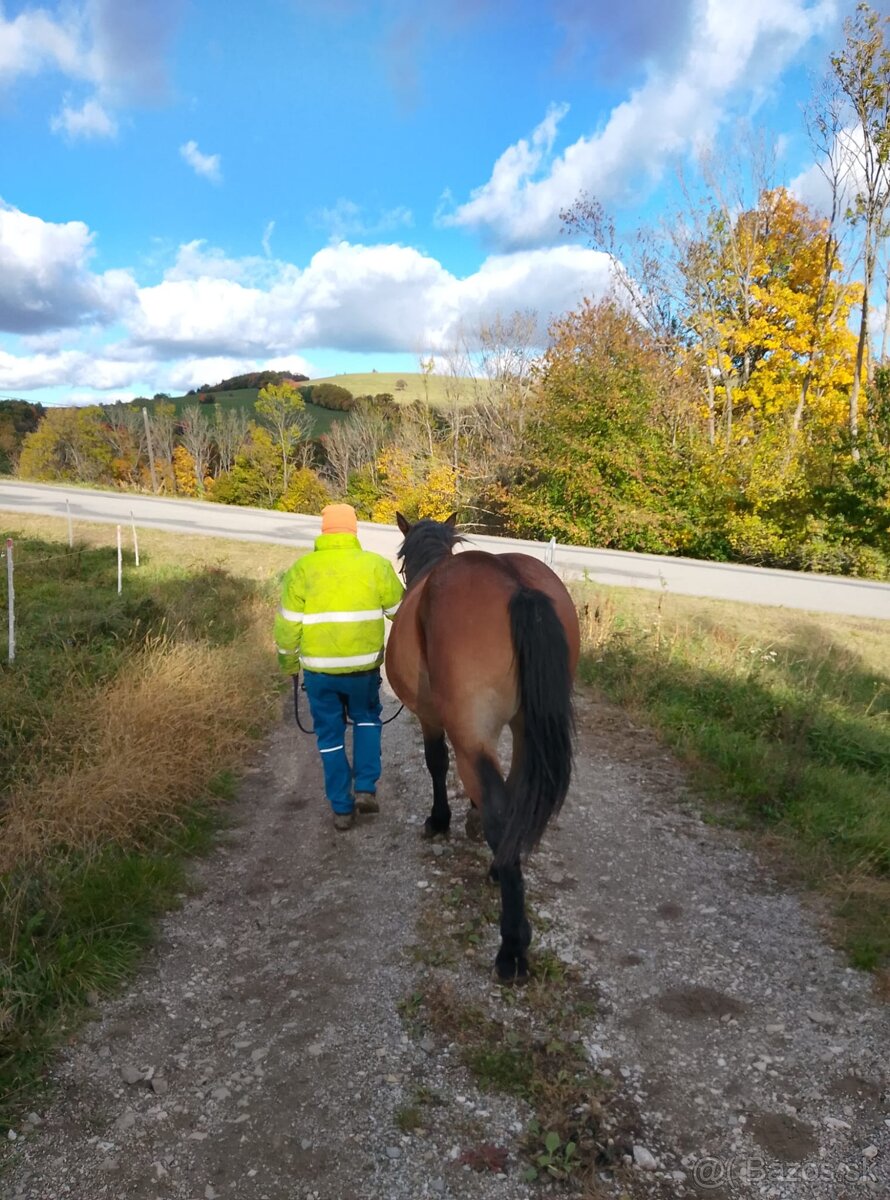 Klisna slezký norik - 3