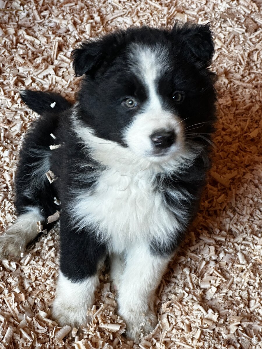 Šteniatka Border kólia - za symbolickú cenu - 3