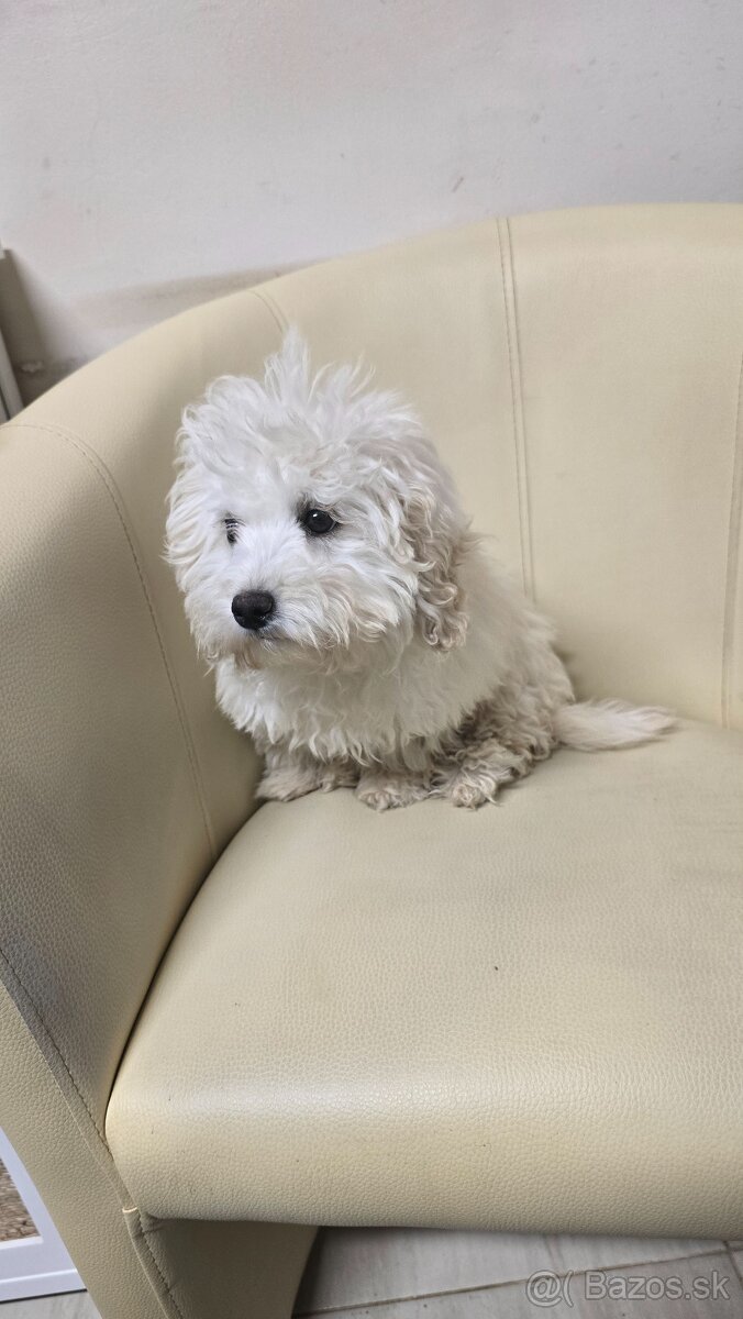 Maltipoo - 3