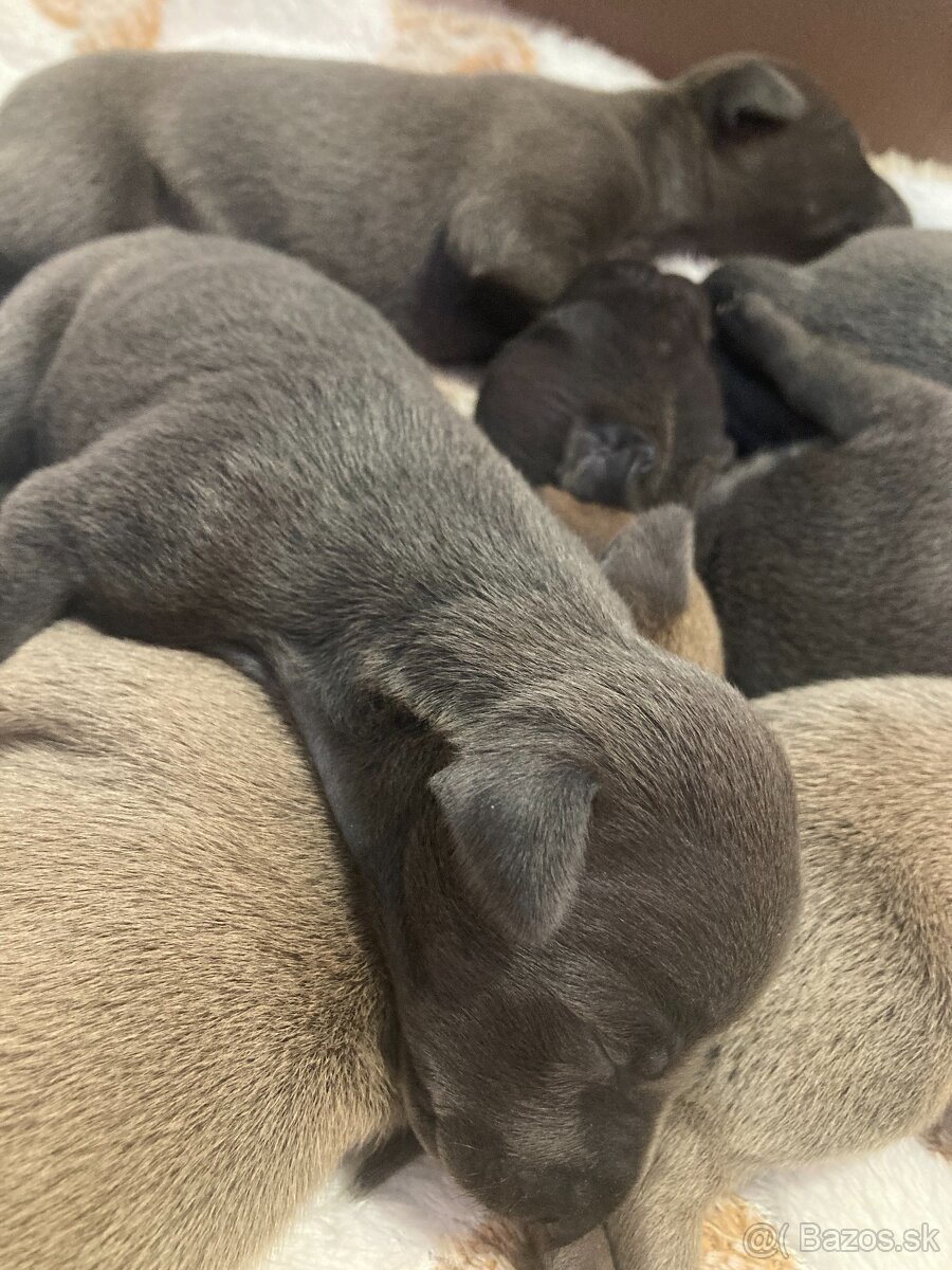 Talianský chrtík s rodokmenem CFI - 3