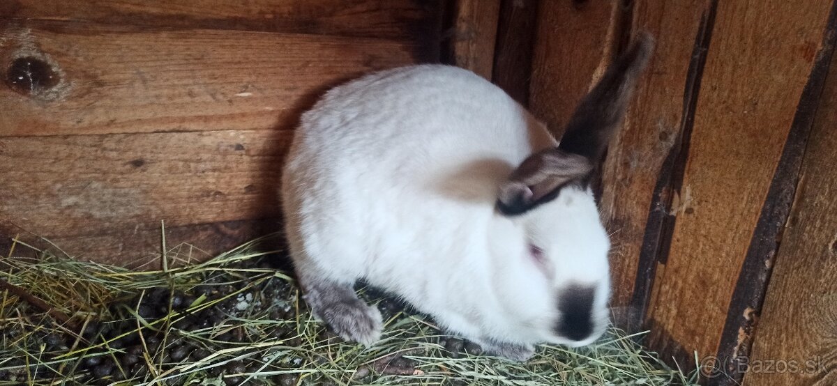 Predám králiky 4,5 mesačne - 3