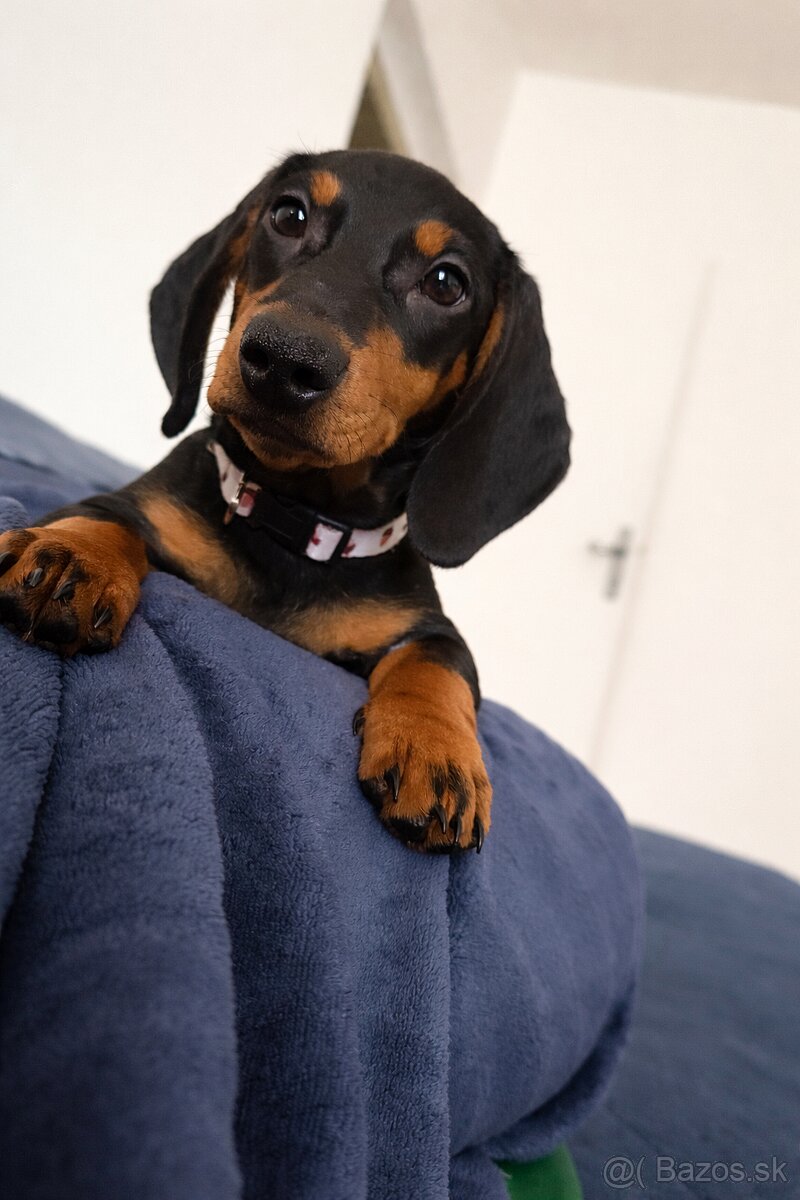 Predám 5 mesačné šteniatko - 3