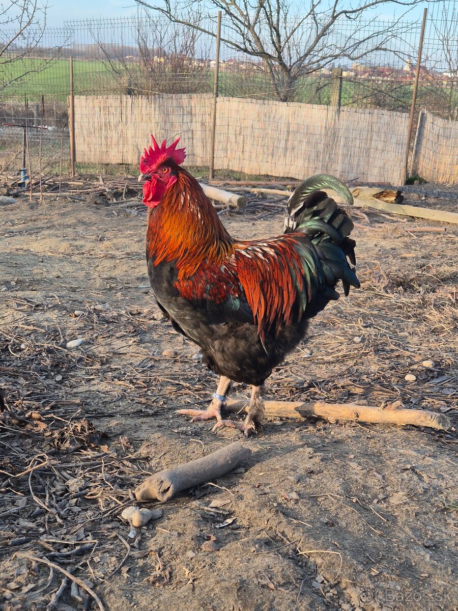 Kohút ( marans medenokrká ) - 3
