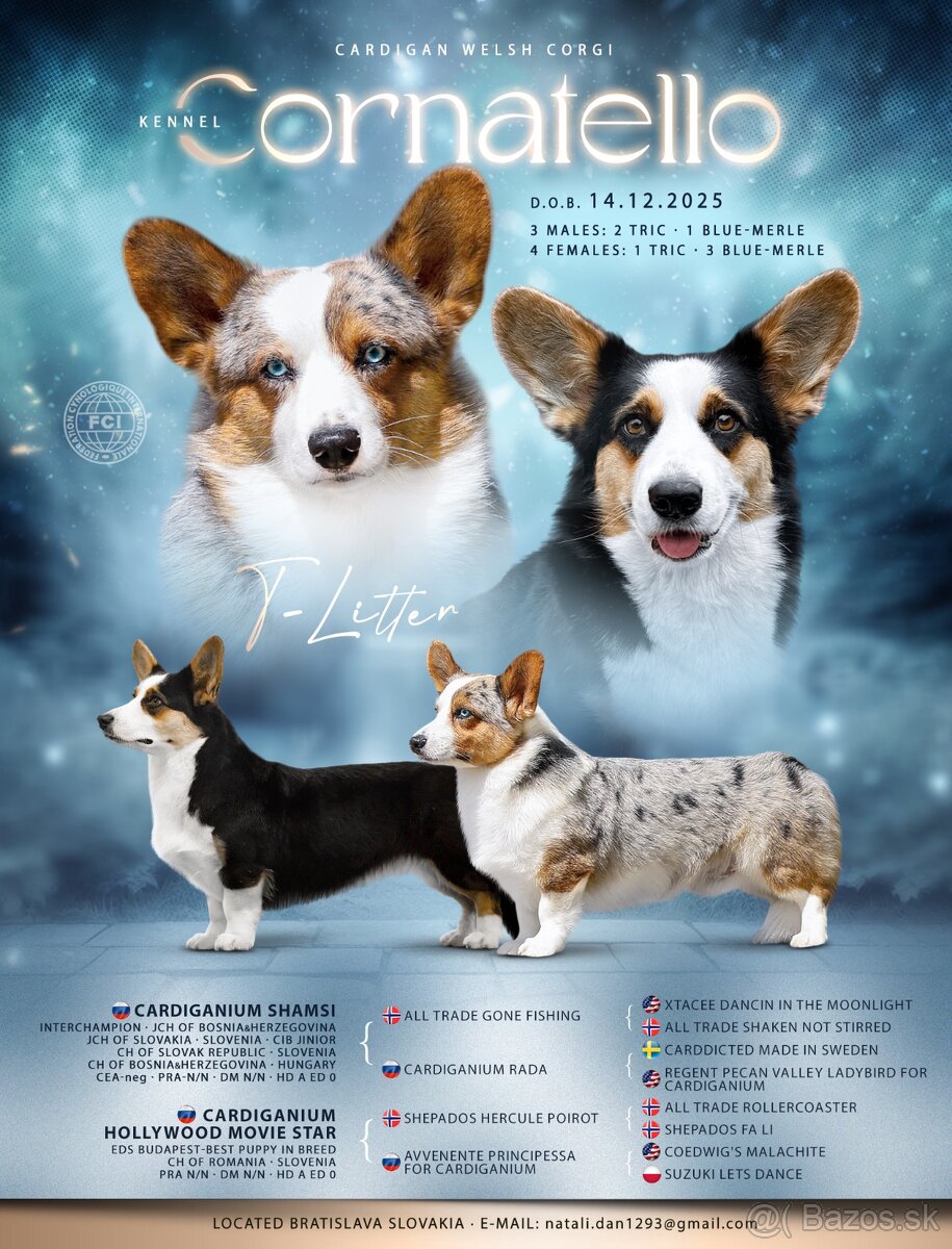 Welsh corgi cardigan. - 3
