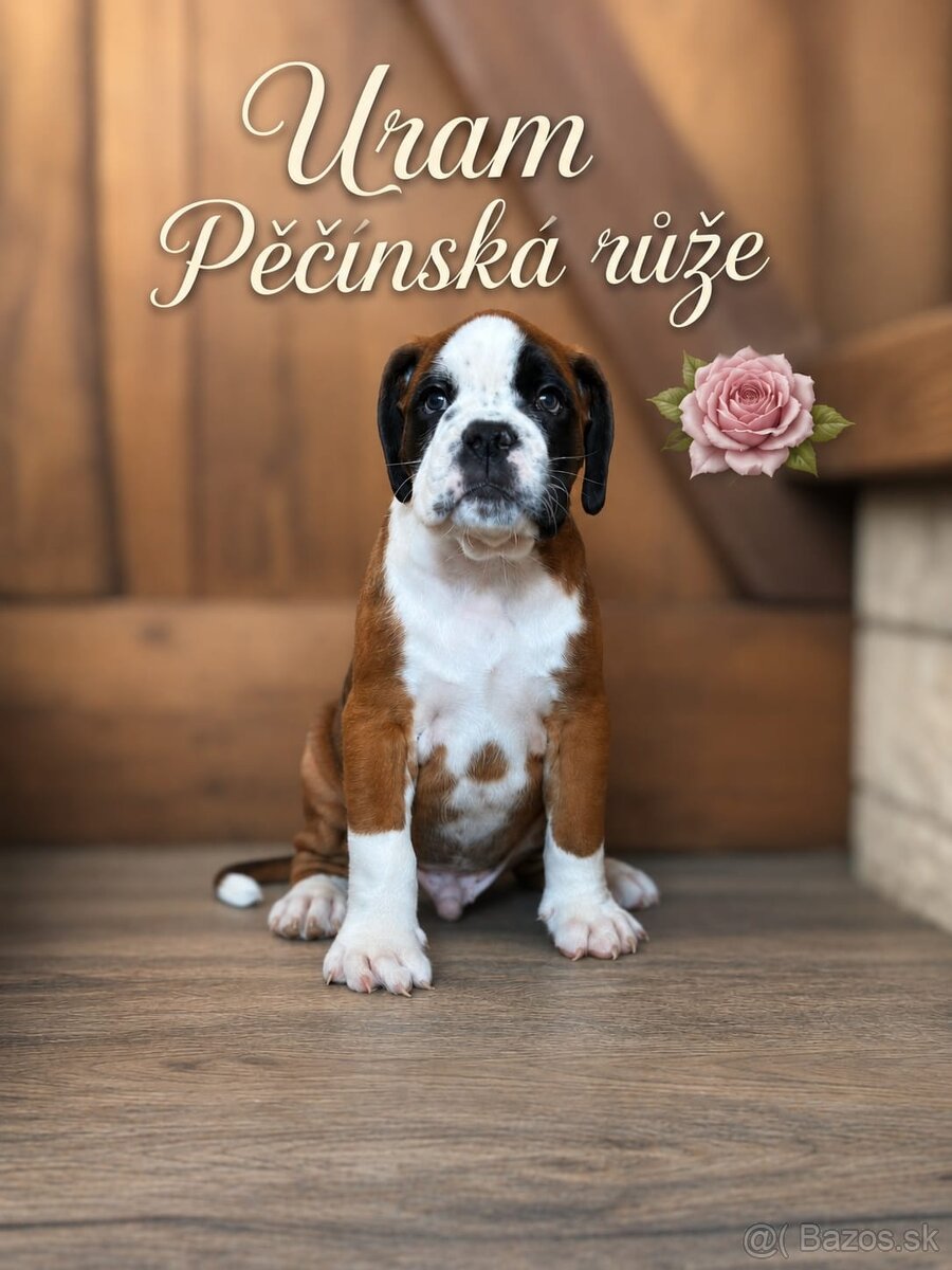 Německý boxer - 3