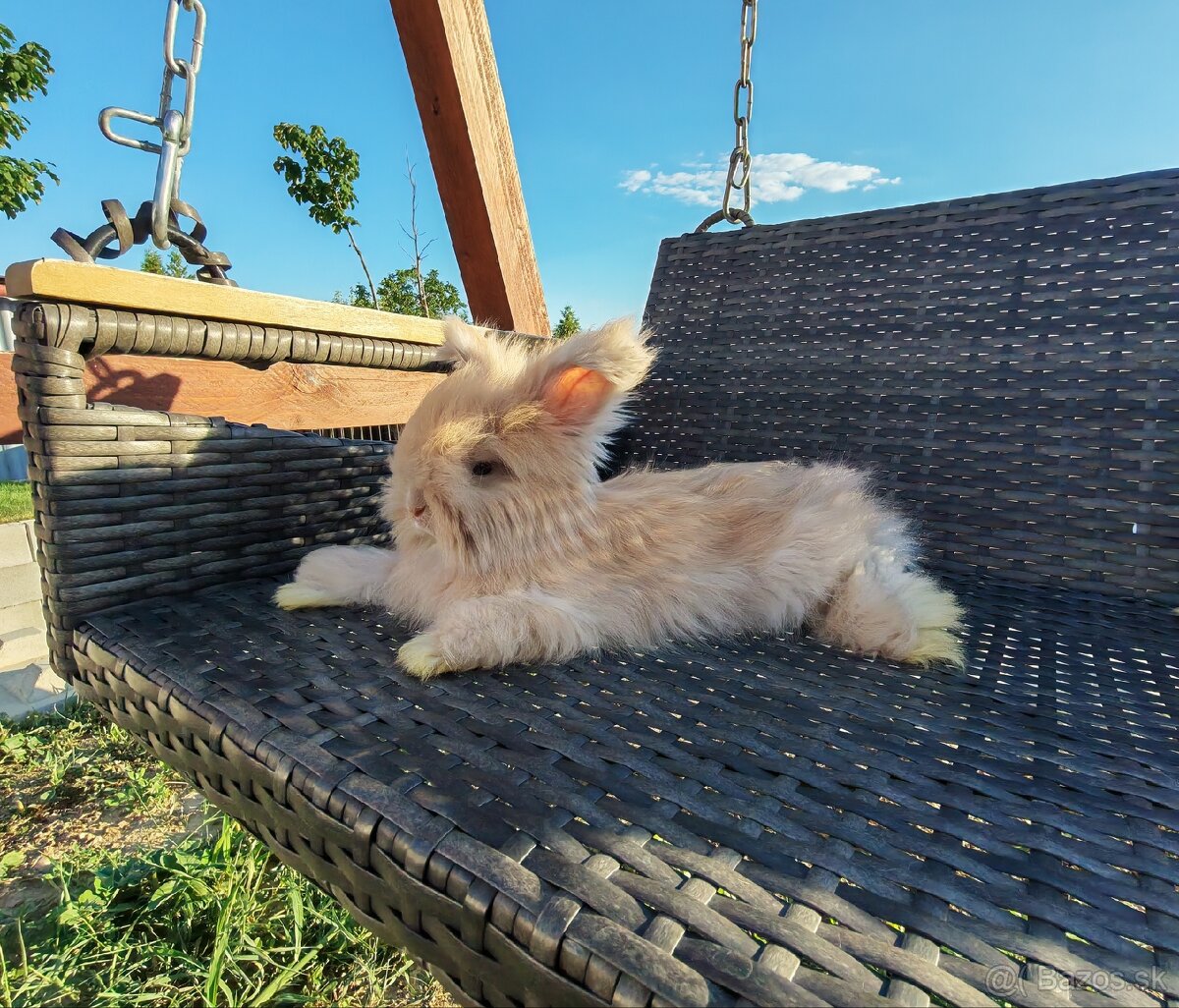 Anglická angora - 3