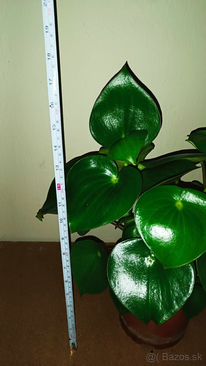 Peperomia - 3