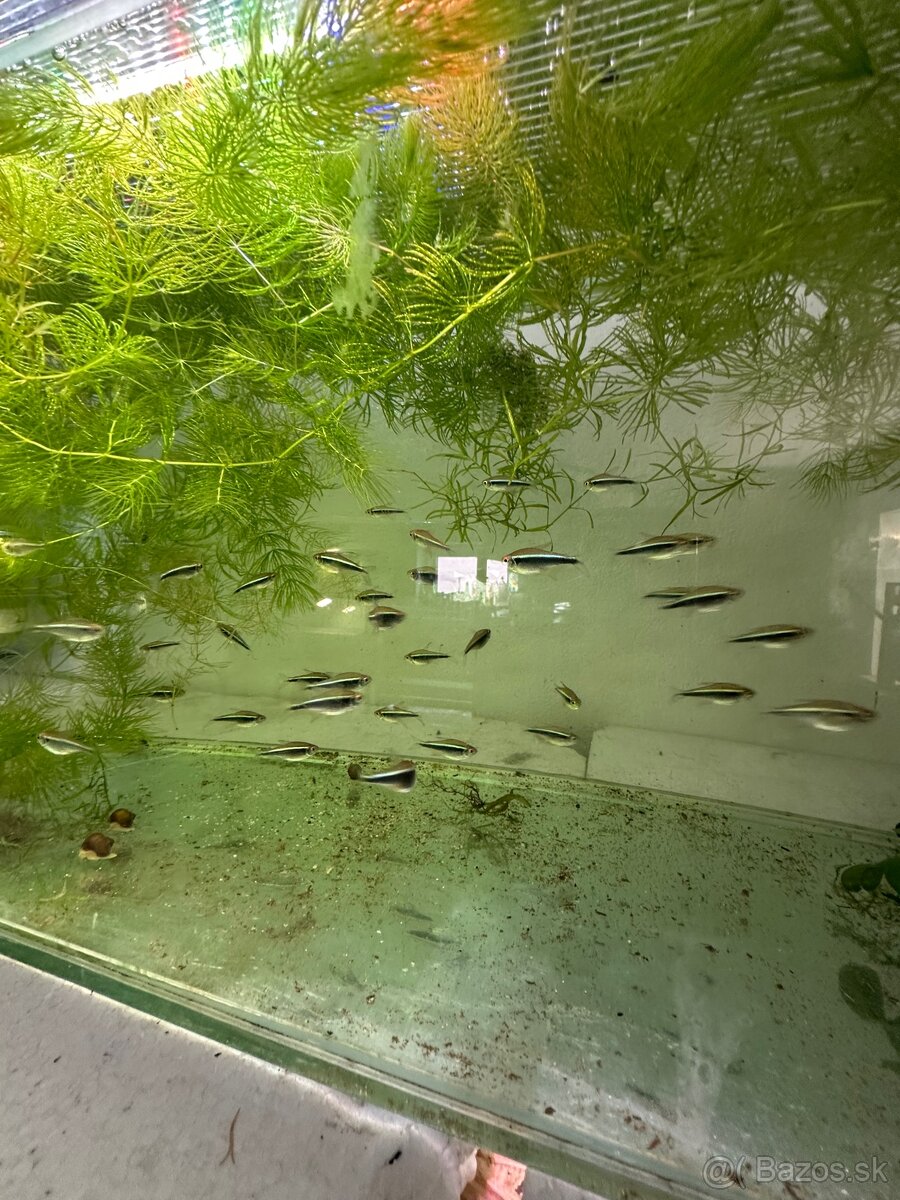 🐟 Neónka čierna (Hyphessobrycon herbertaxelrodi) - 3