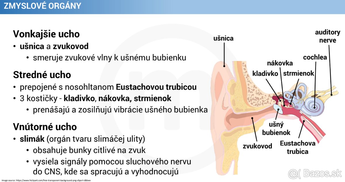 Poznámky ľudské telo - 3