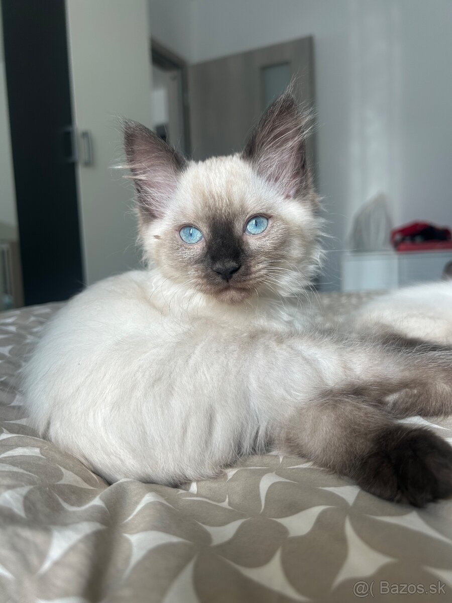 Ragdoll mačiatka - 3