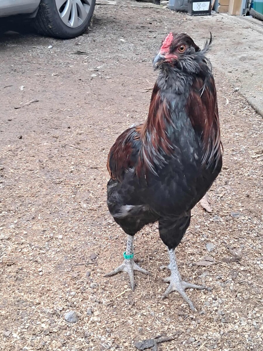 Araukana divo sfrabená - kohúty - 3