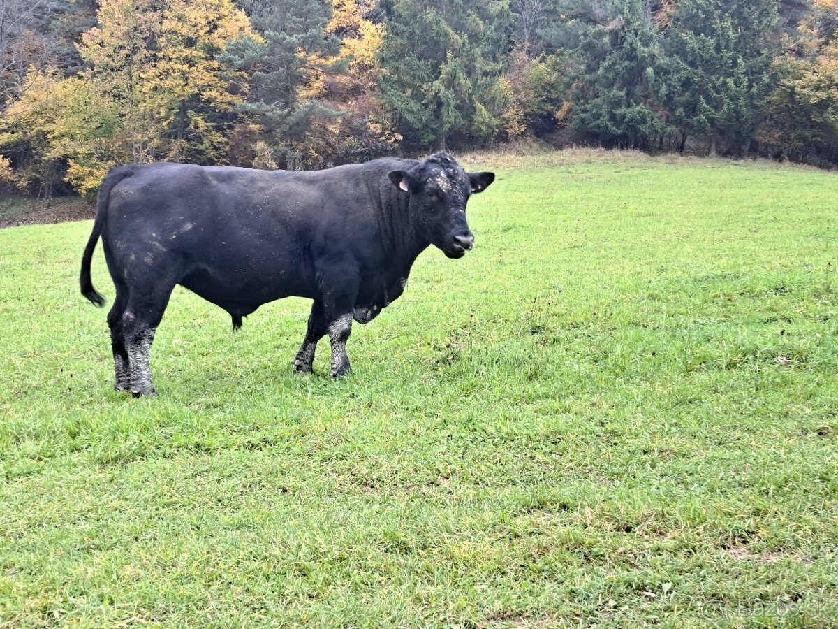 Aberden Angus. Jalovice - bíčky - 3