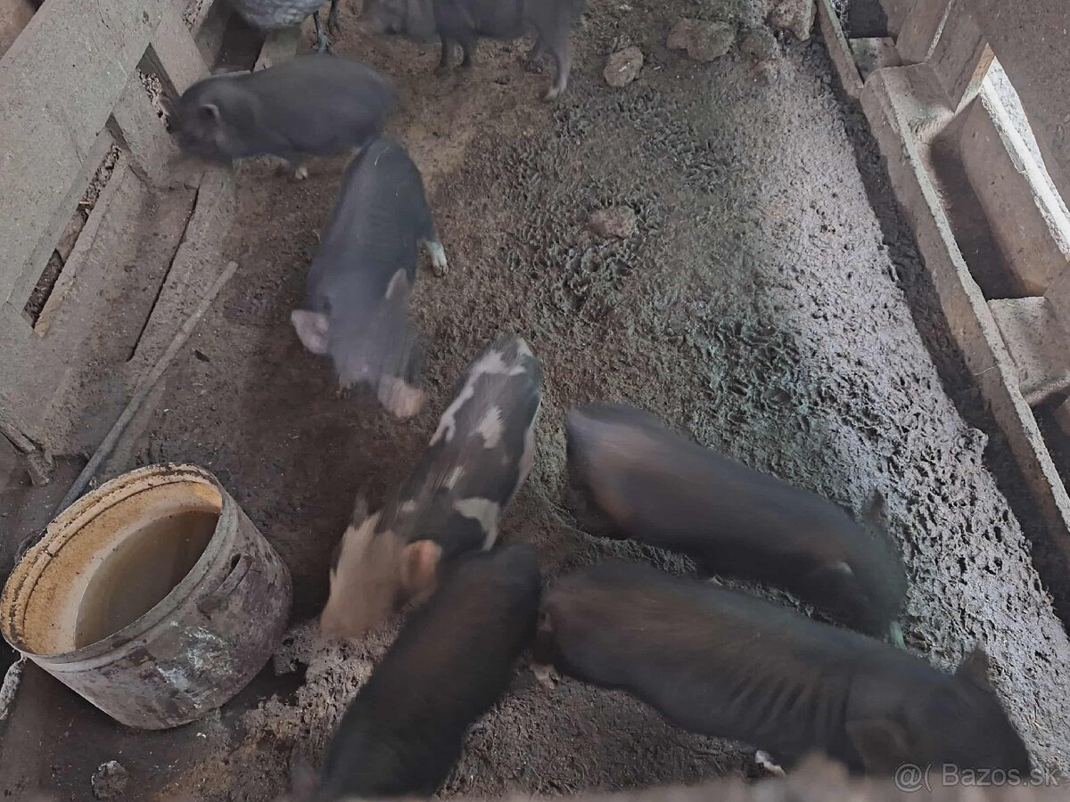 Vietnamské prasiatka - 3