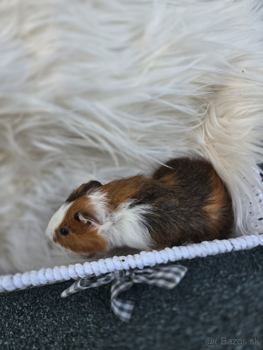 Morské prasiatko - 3