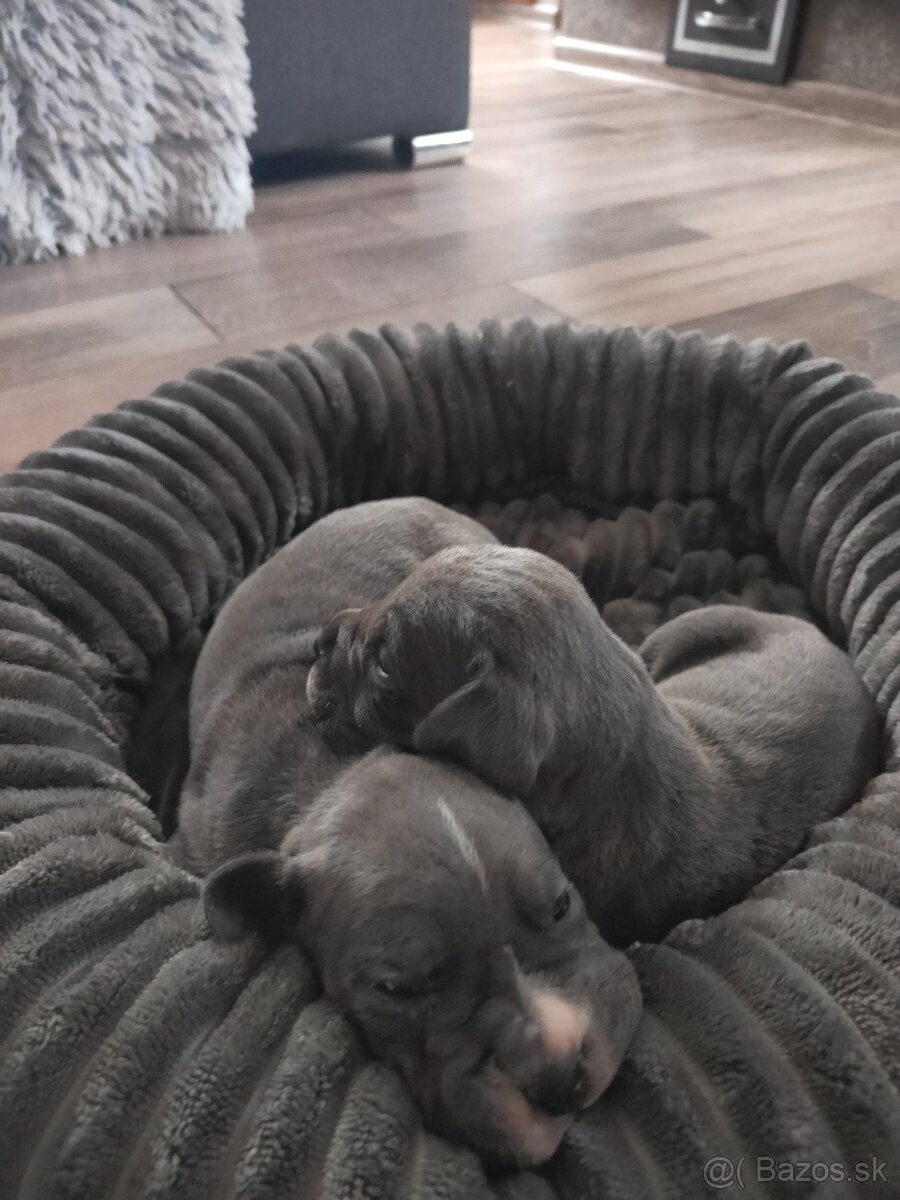 Cane Corso Šteniatka bez PP - 3