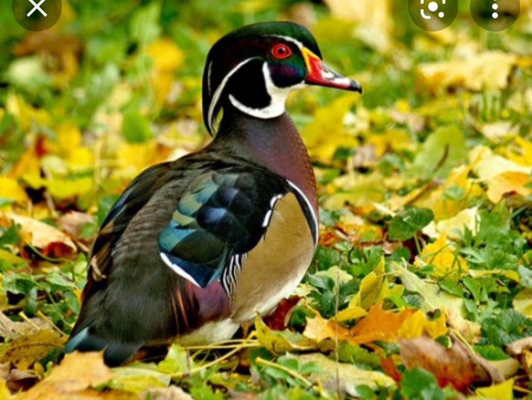 Okrasne kačky - kačice - kačičky - 3