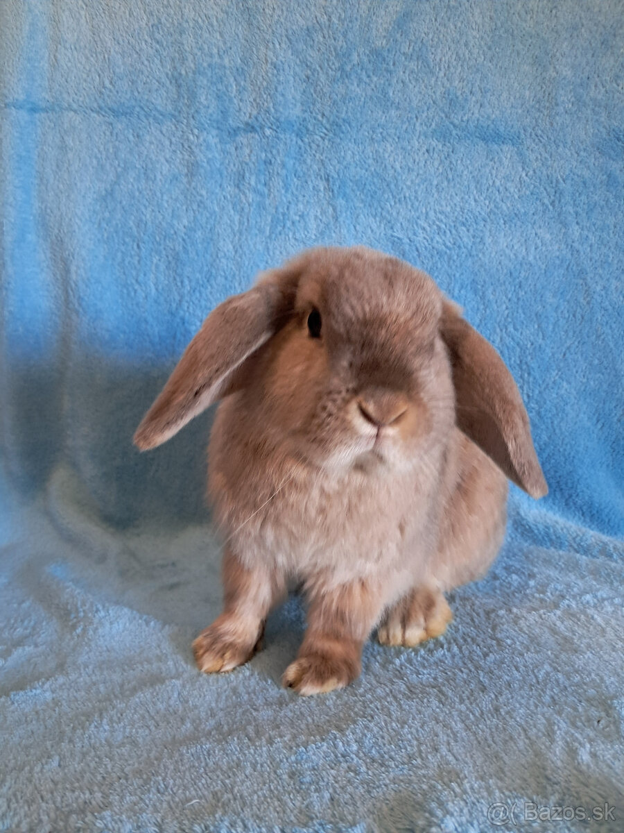 predám zakrslé králiky - 3