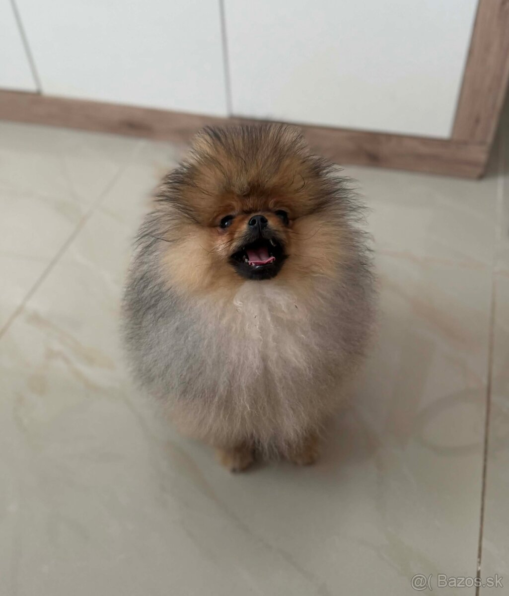 Pomeranian - 3
