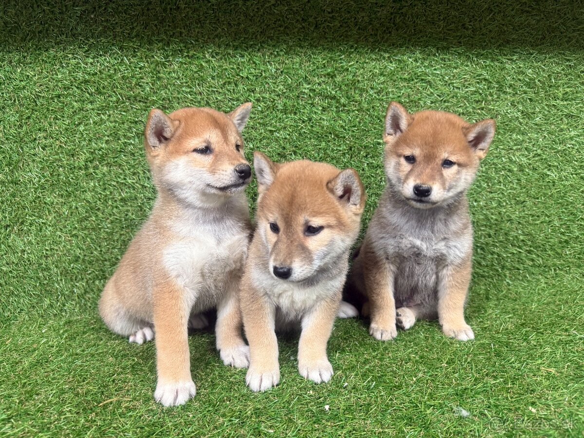 Shiba inu, Šiba inu - 3
