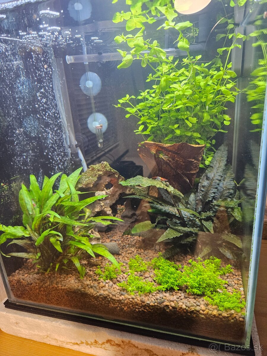 Predám akvárium + príslušenstvo - 3