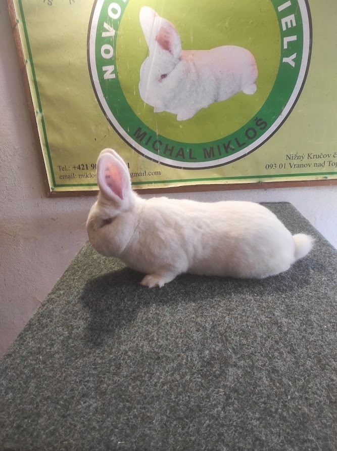 Novozélandský biely - 3