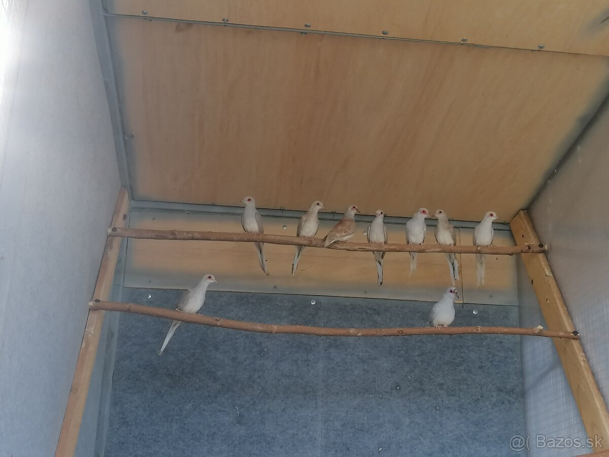 Holubok diamantový - 3