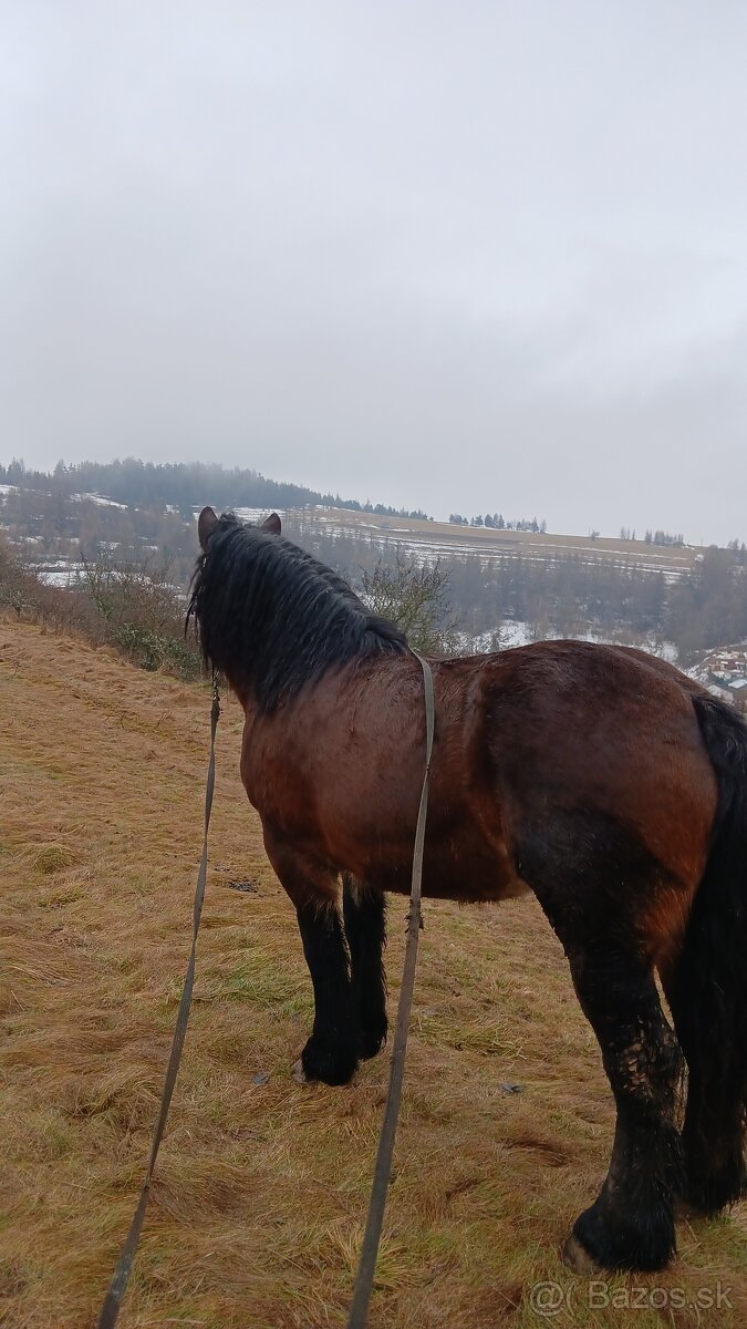 Predám kobylu - 3