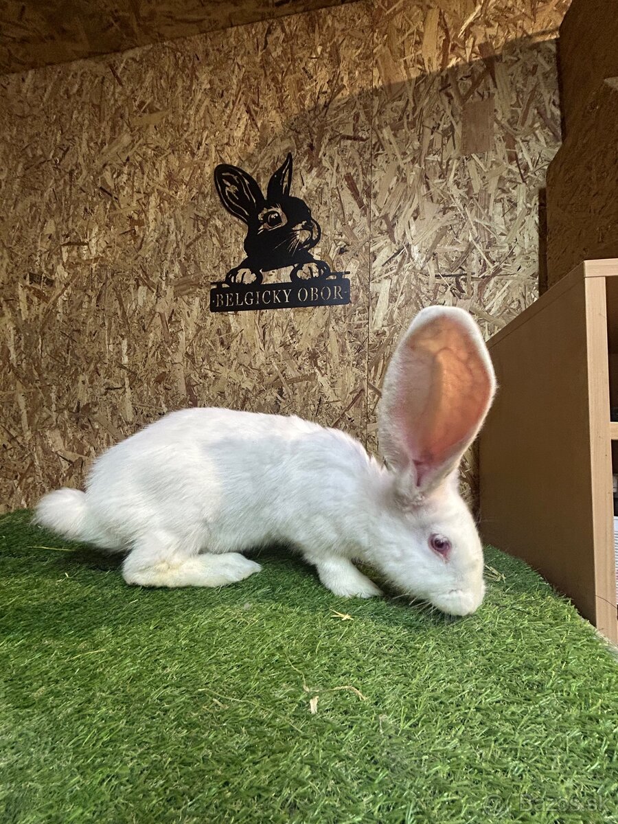 Belgicky Obor 3mesacne - 3