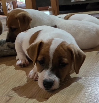 Jack Russell teriér - 3