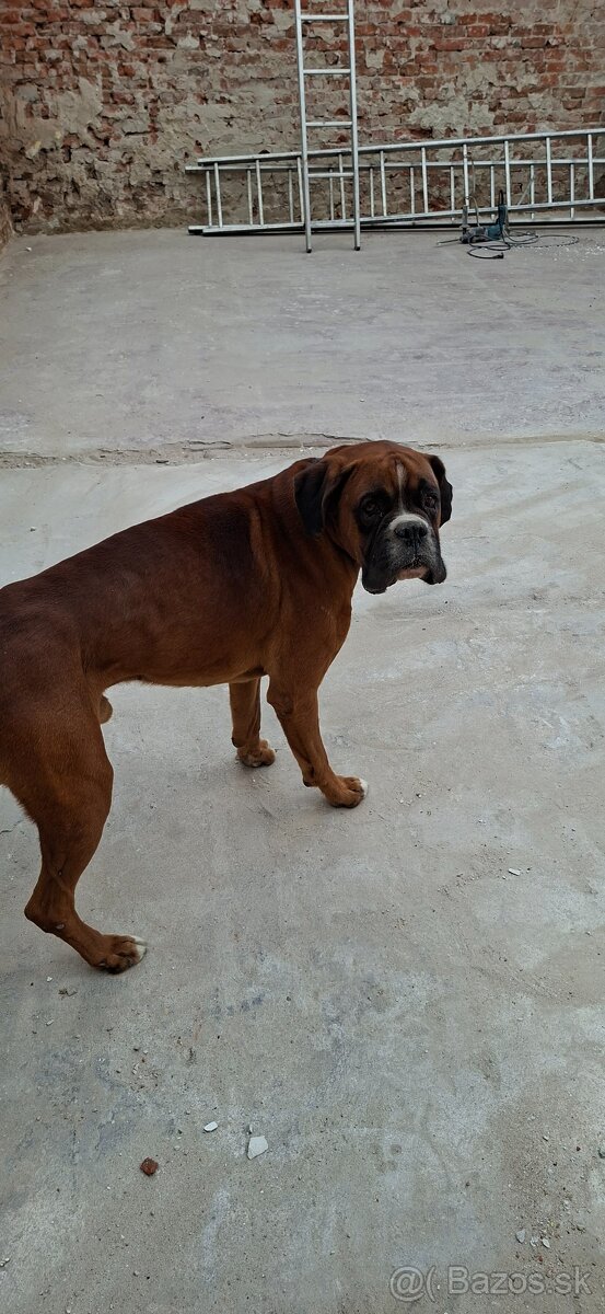 Darujem nemecky boxer - 3