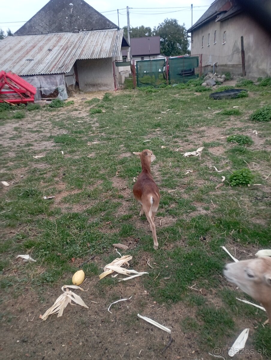 Predám Kamerunske ovce - 3