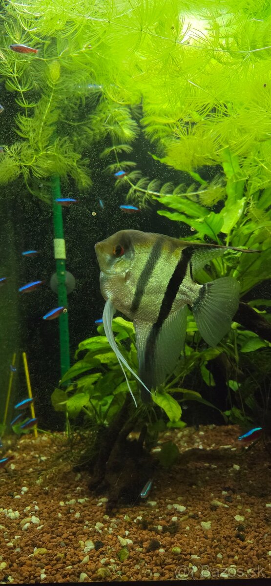 Pterophyllum scalare, Skalár amazonsky - 3