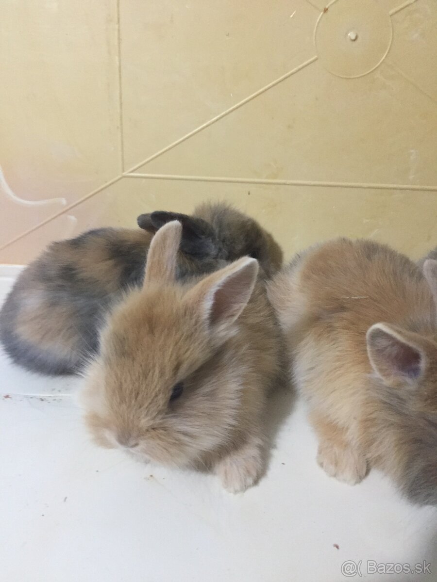 zakrslé králiky - 3