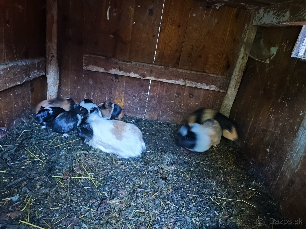 Morské prasiatko - 3